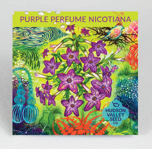 hudson valley purple perfume nicotiana seeds seed from flower + furbish Shop now at flower + furbish