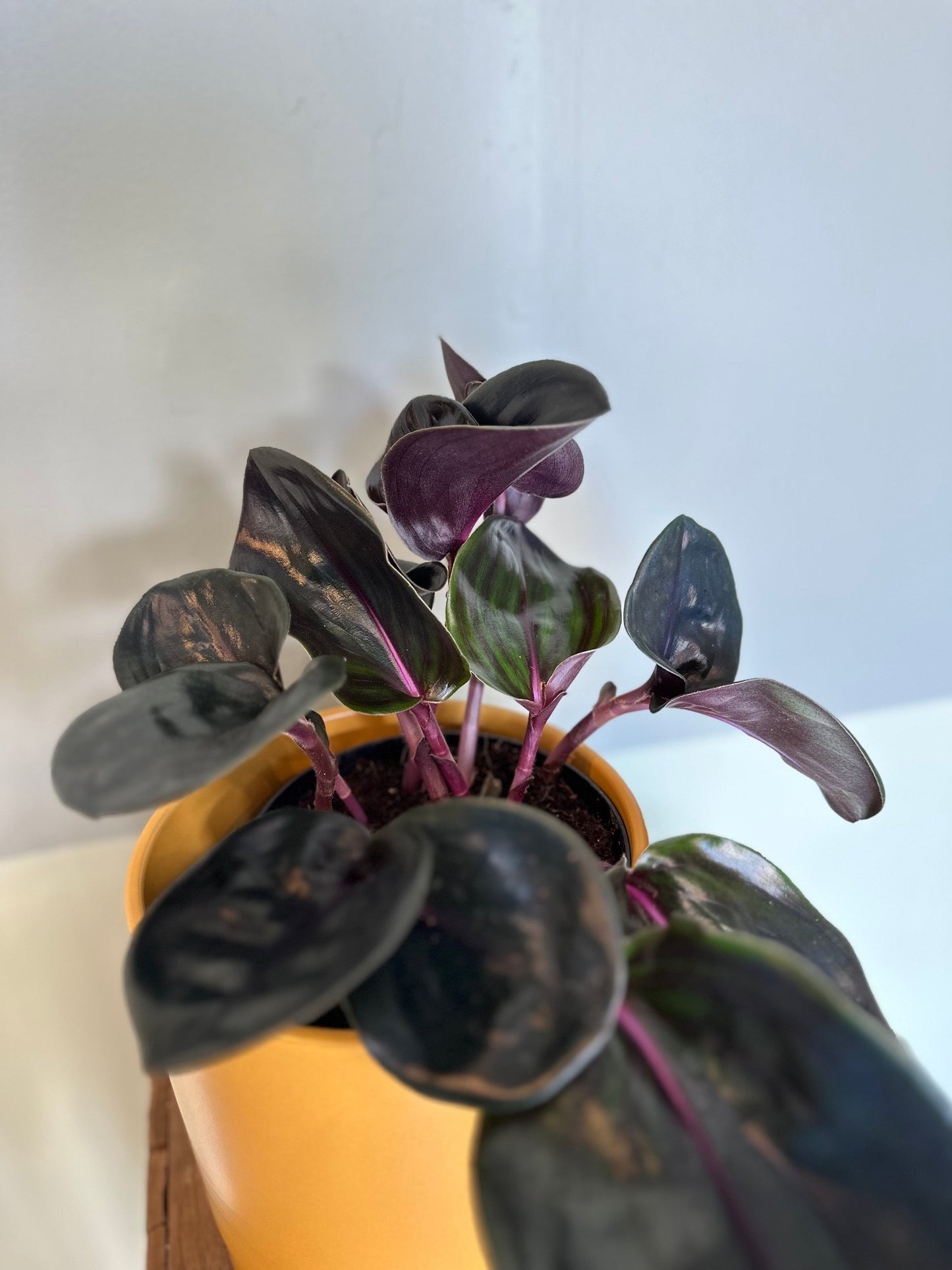 geogenanthus ciliates geogenanthus from flower + furbish Shop now at flower + furbish