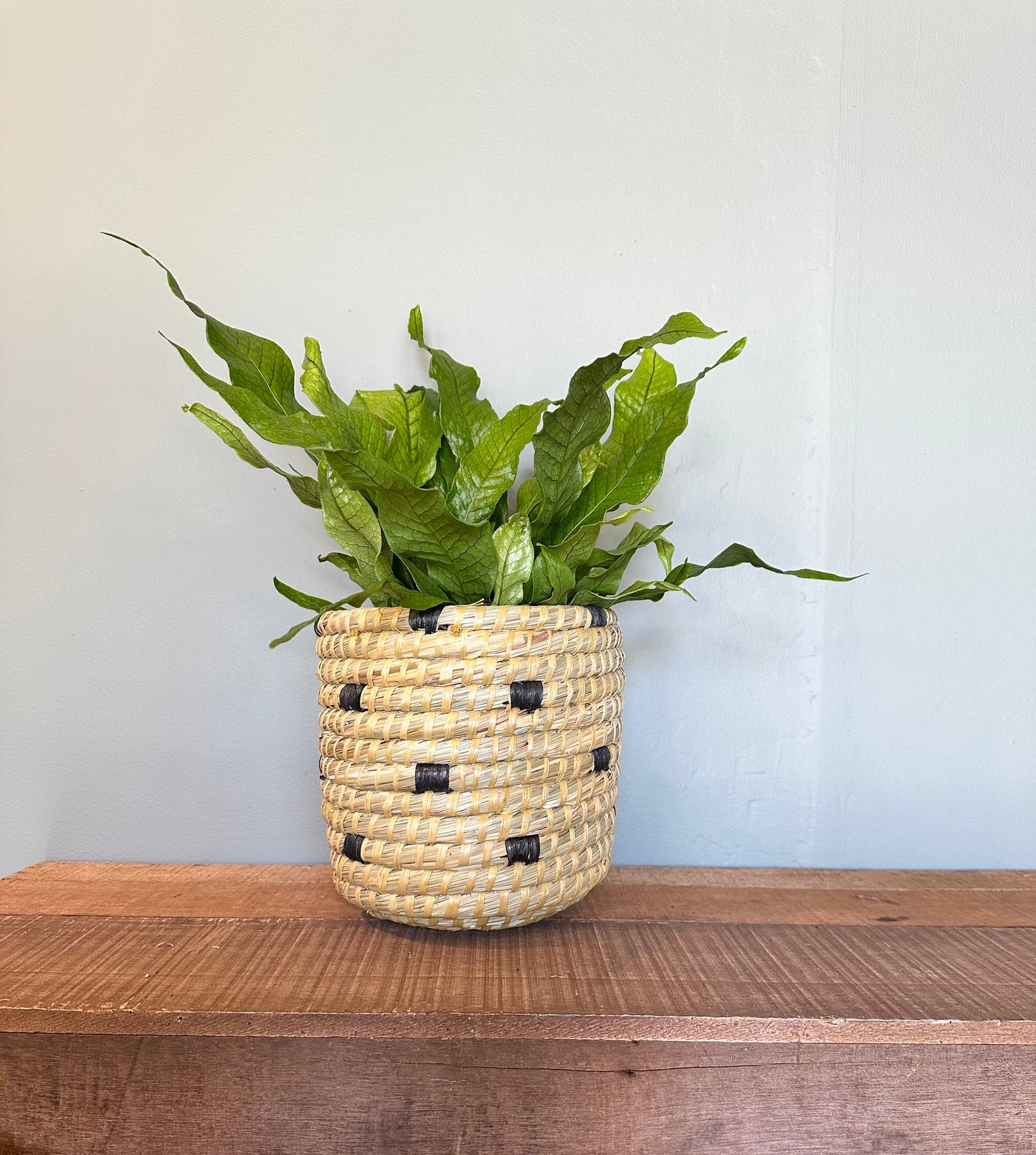 fern crocodyllus fern from flower + furbish Shop now at flower + furbish