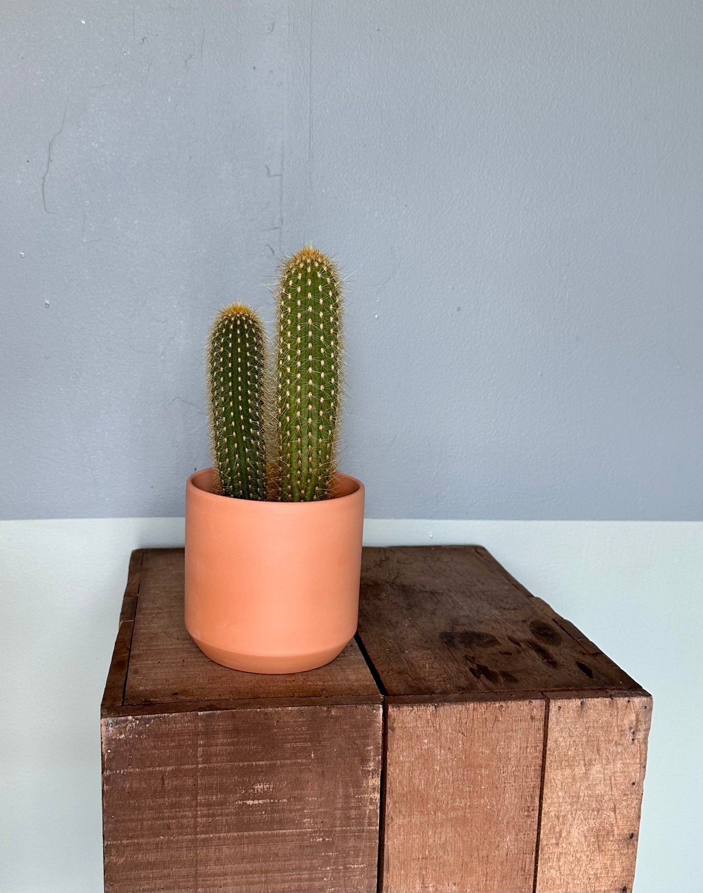 assorted cacti cactus from flower + furbish Shop now at flower + furbish