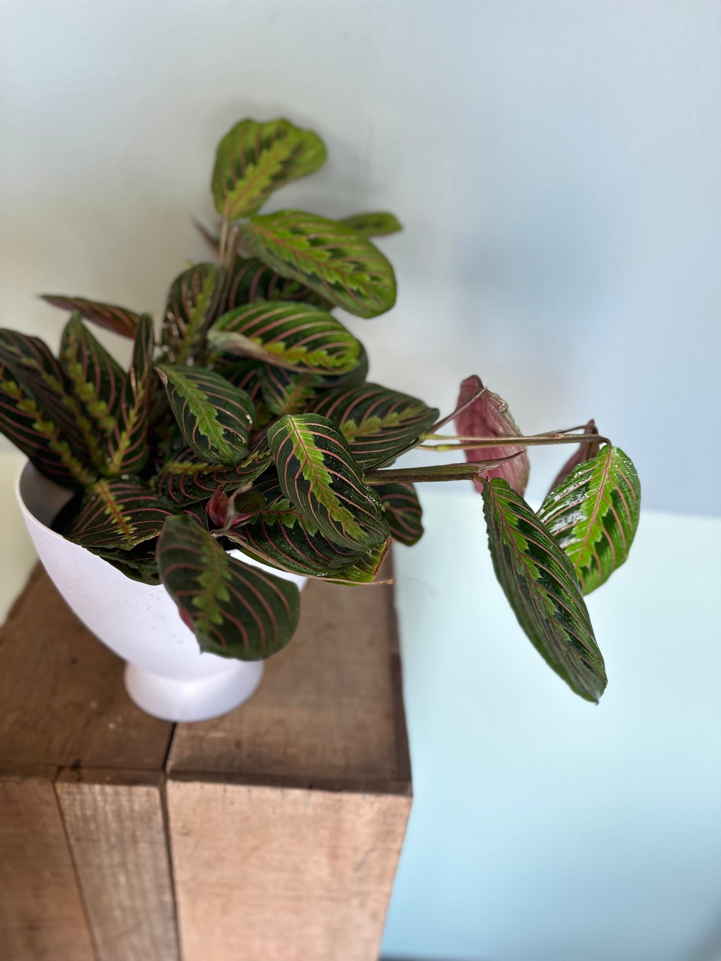 maranta red calathea calathea from flower + furbish Shop now at flower + furbish