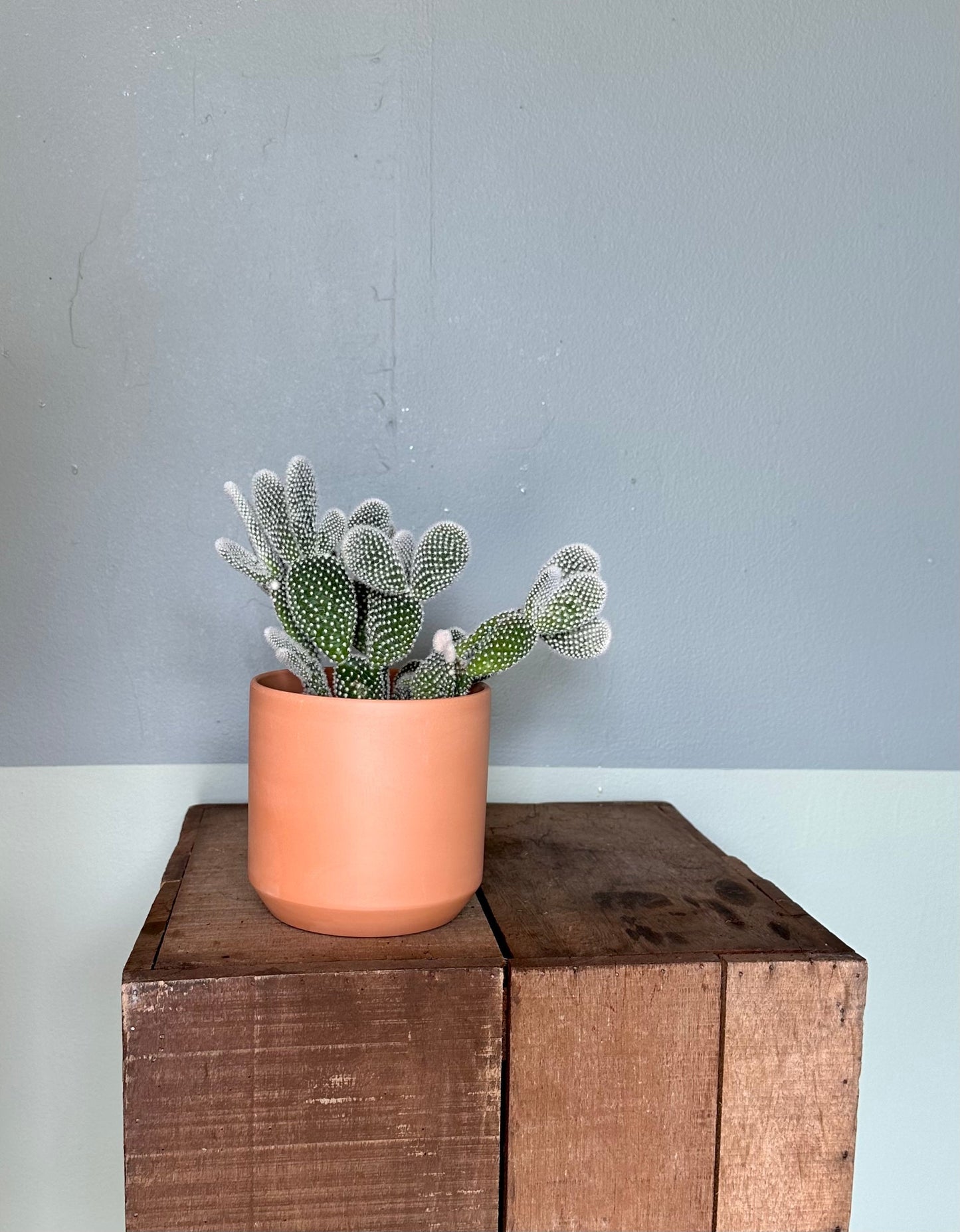 assorted cacti cactus from flower + furbish Shop now at flower + furbish