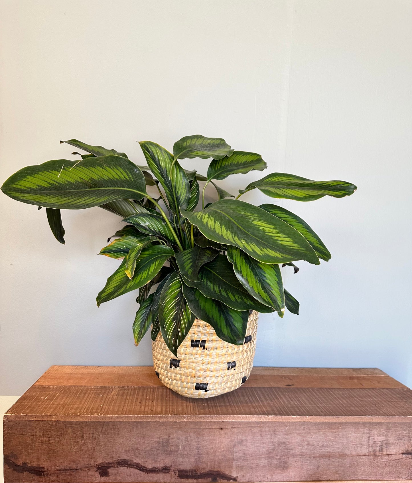 calathea beauty star calathea from flower + furbish Shop now at flower + furbish
