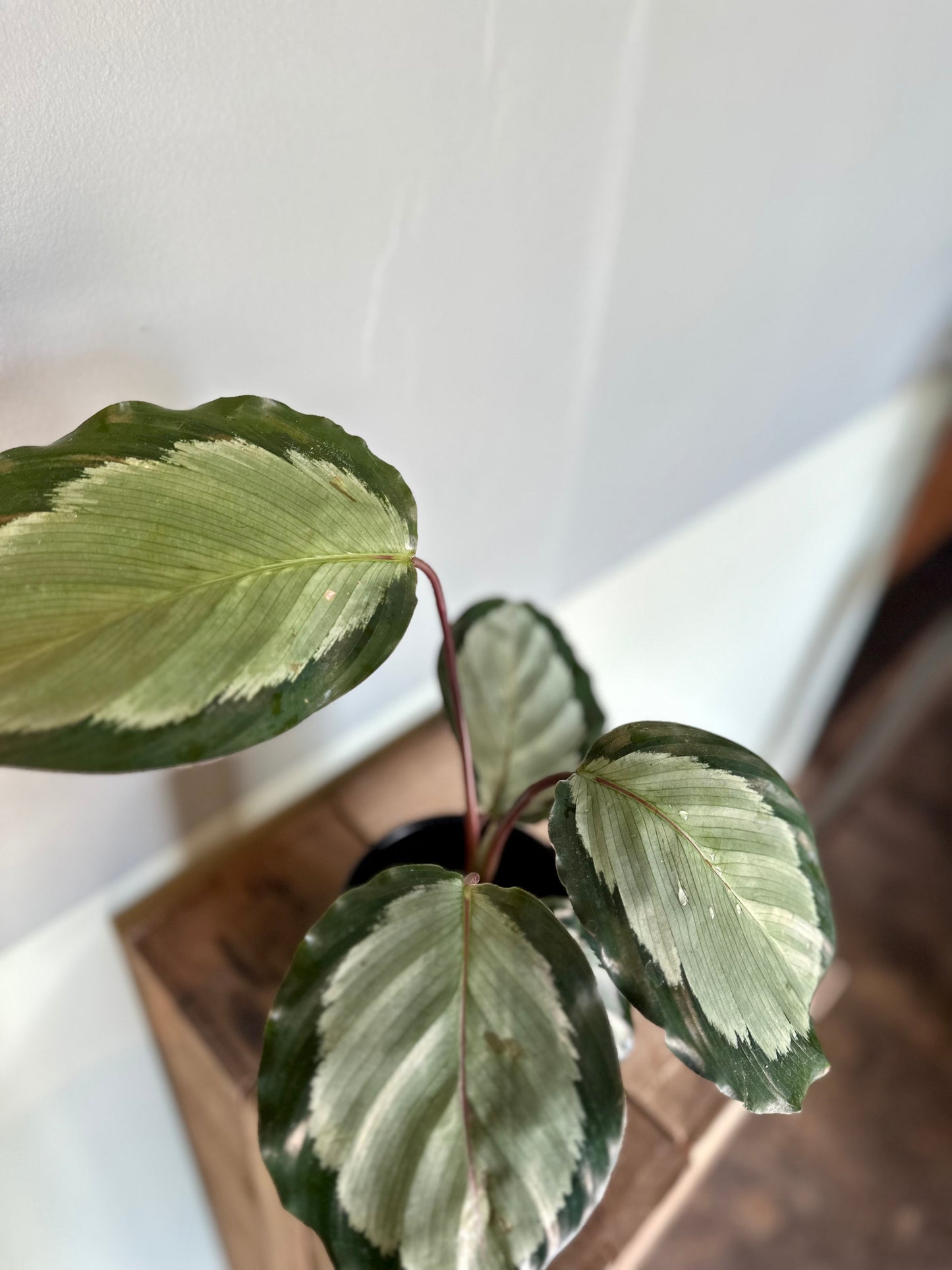 calathea rosastar calathea from flower + furbish Shop now at flower + furbish