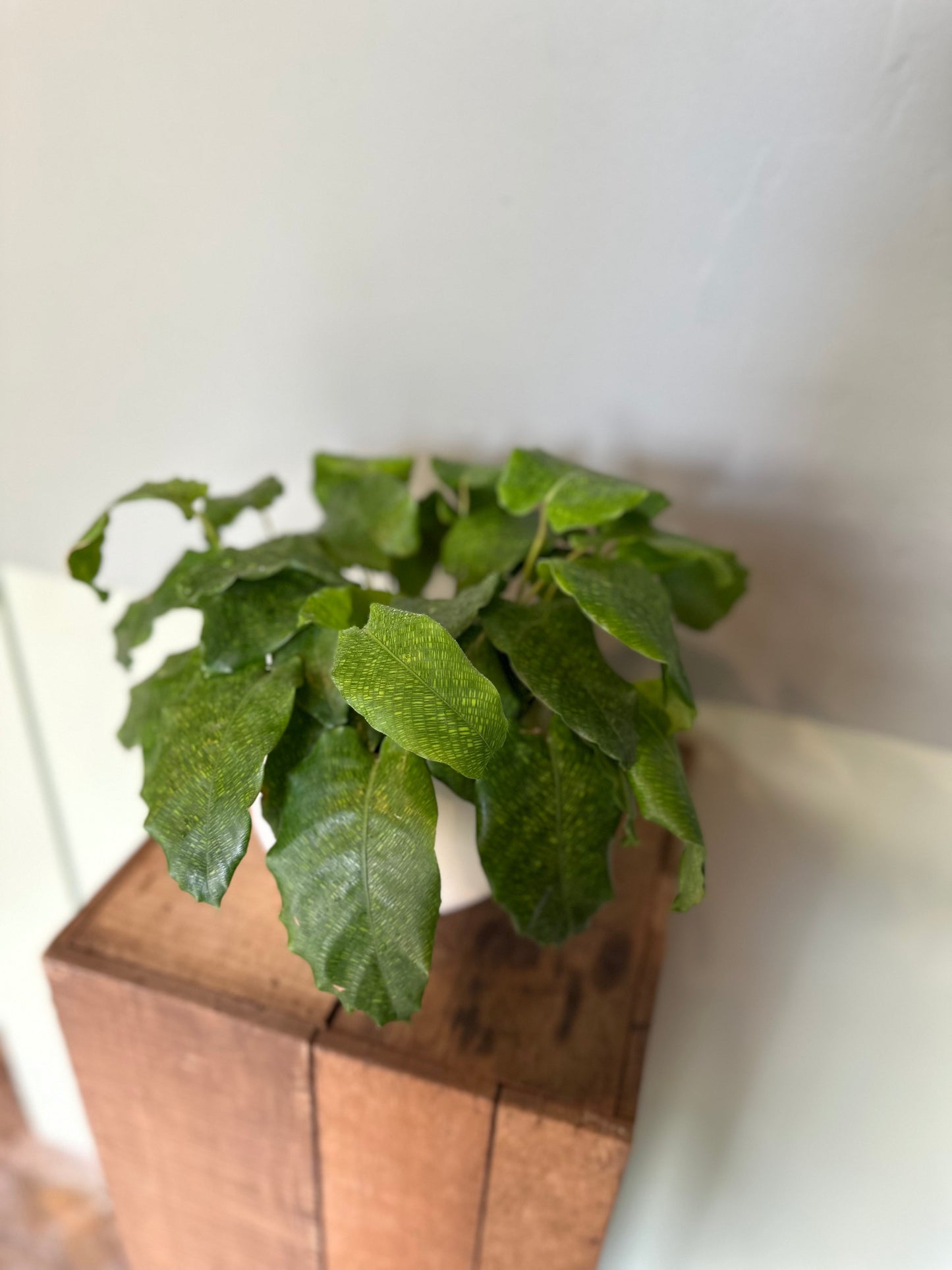 calathea network calathea from flower + furbish Shop now at flower + furbish