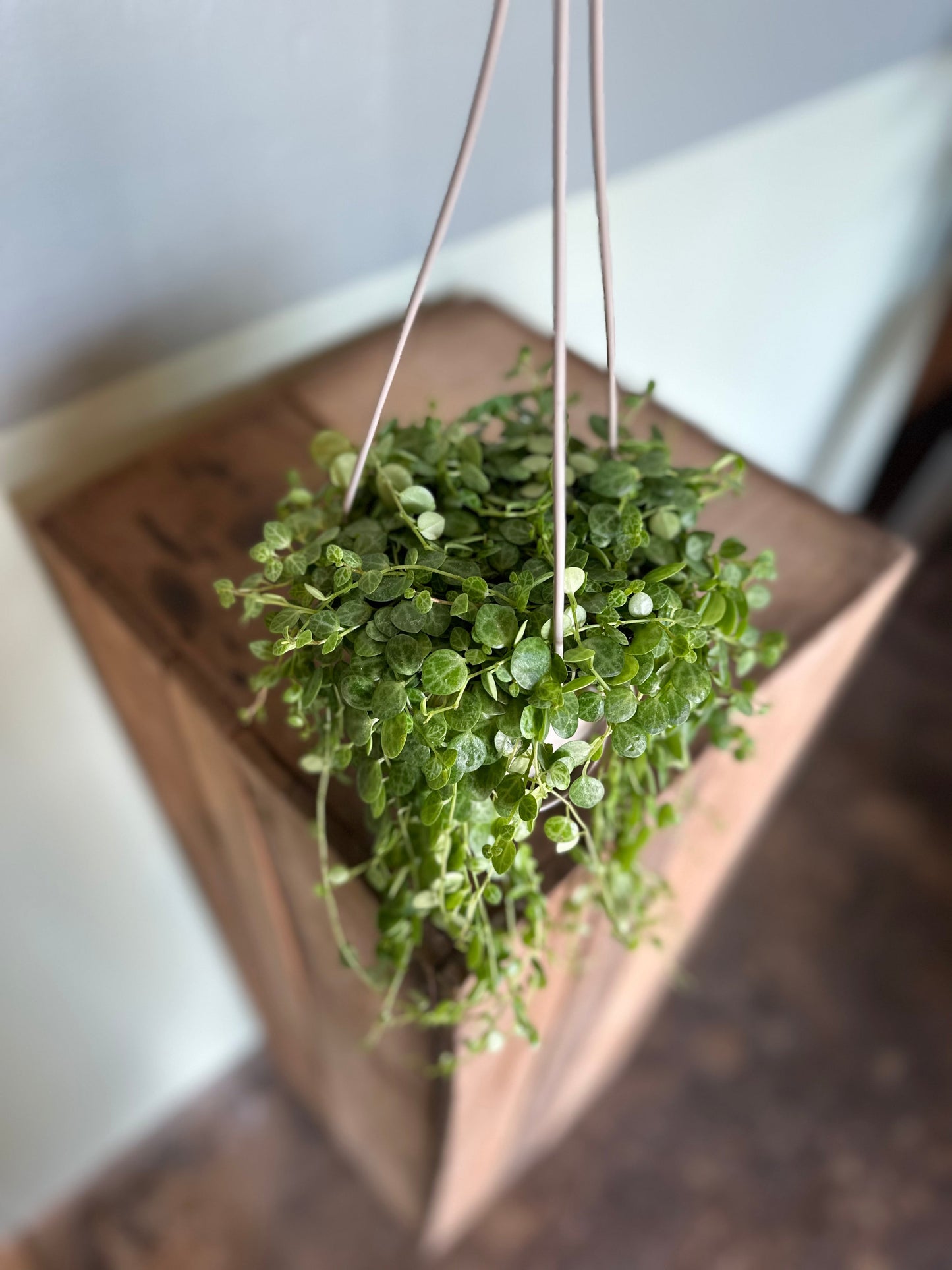 string of turtles hanging basket peperomia from flower + furbish Shop now at flower + furbish
