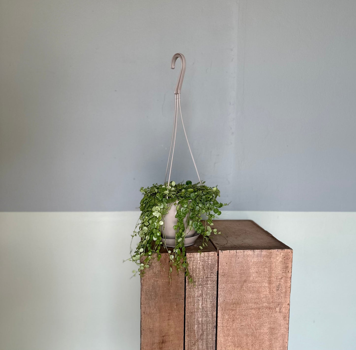 string of turtles hanging basket peperomia from flower + furbish Shop now at flower + furbish
