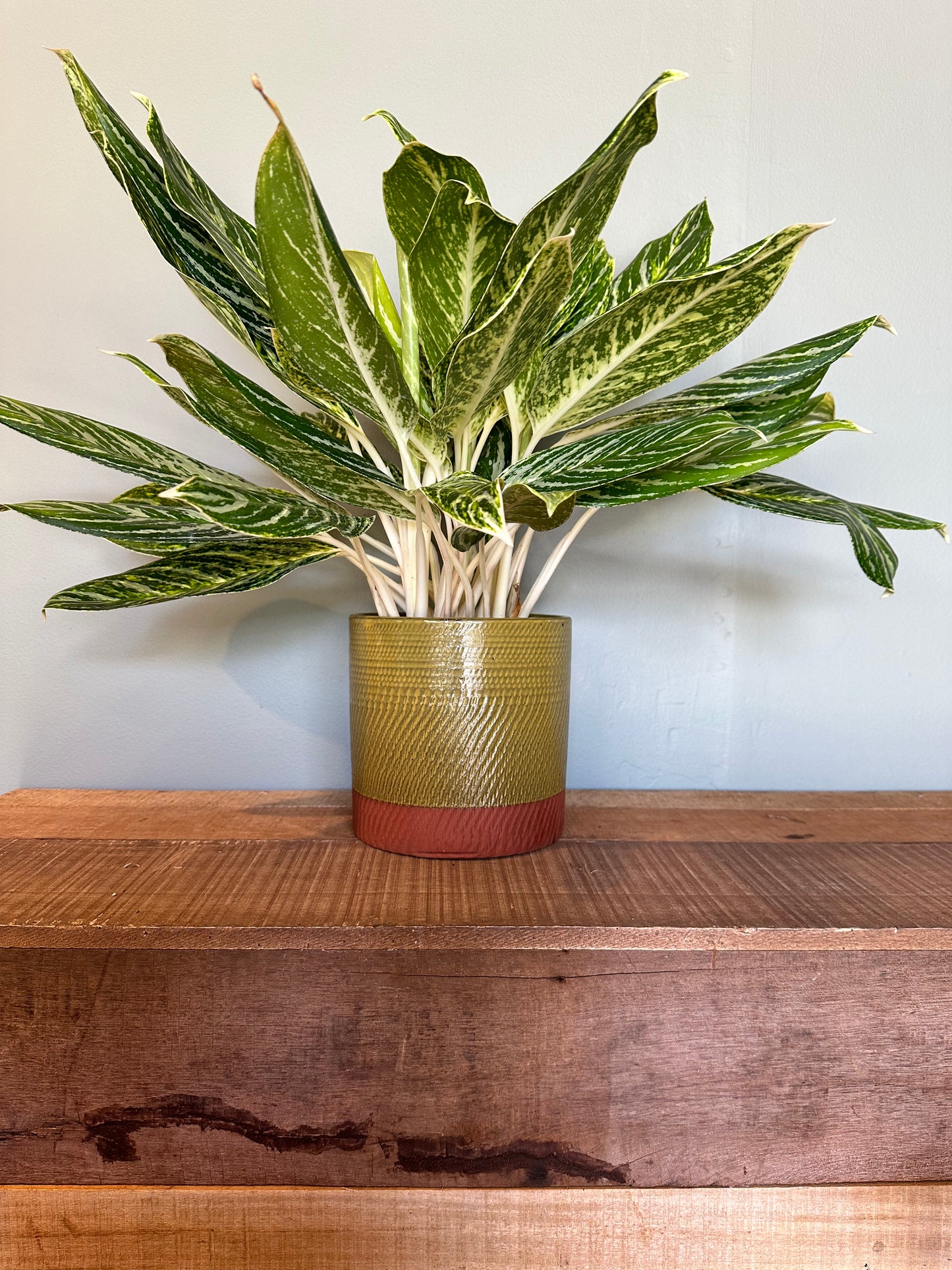 aglaonema romeo aglaonema from flower + furbish Shop now at flower + furbish