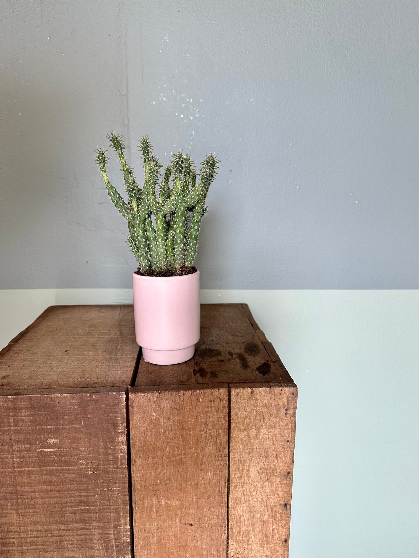 assorted cacti cactus from flower + furbish Shop now at flower + furbish