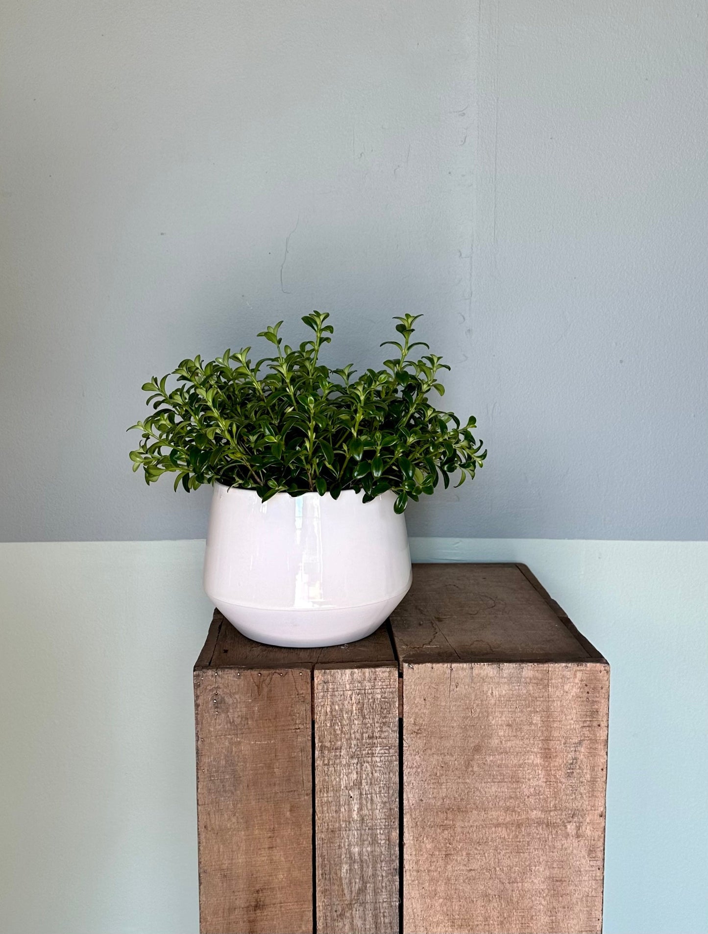 goldfish nematanthus from flower + furbish Shop now at flower + furbish