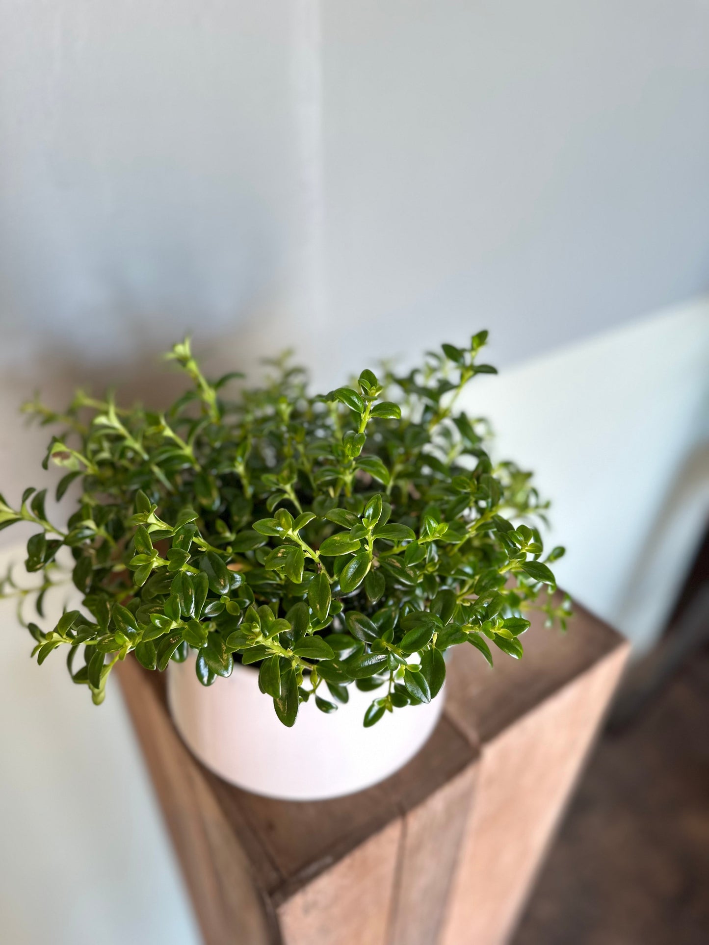 goldfish nematanthus from flower + furbish Shop now at flower + furbish