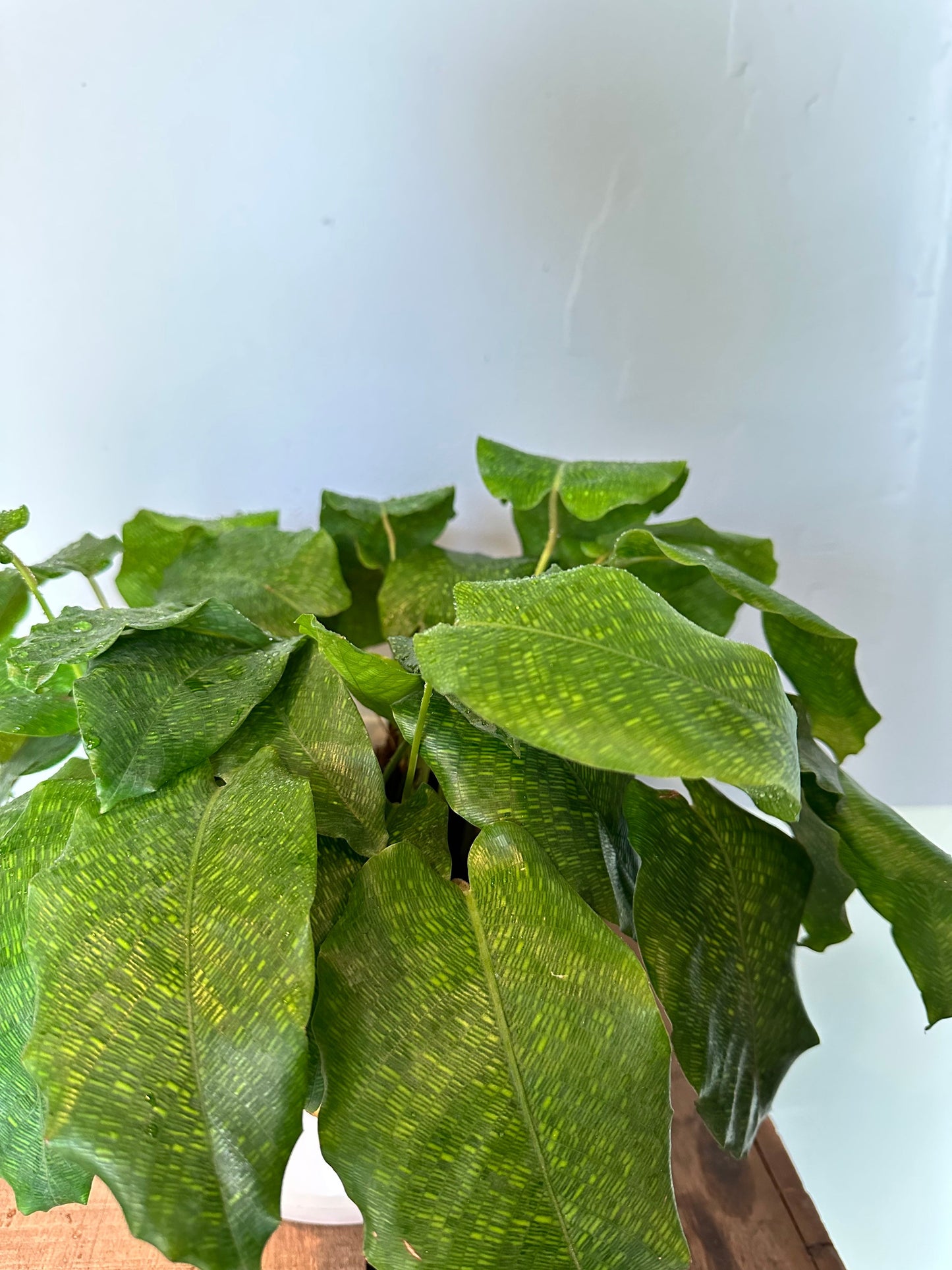 calathea network calathea from flower + furbish Shop now at flower + furbish