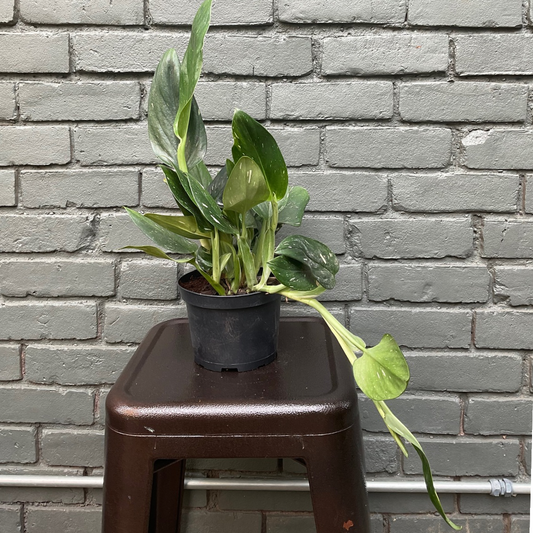 philodendron monstera cobra philodendron from flower + furbish Shop now at flower + furbish