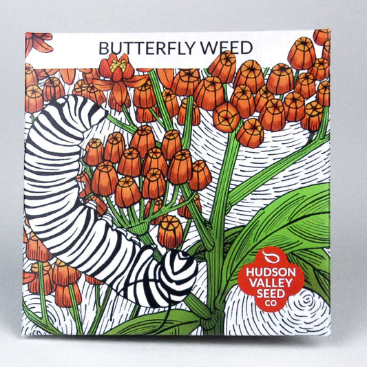 hudson valley butterfly weed seeds seed from flower + furbish Shop now at flower + furbish