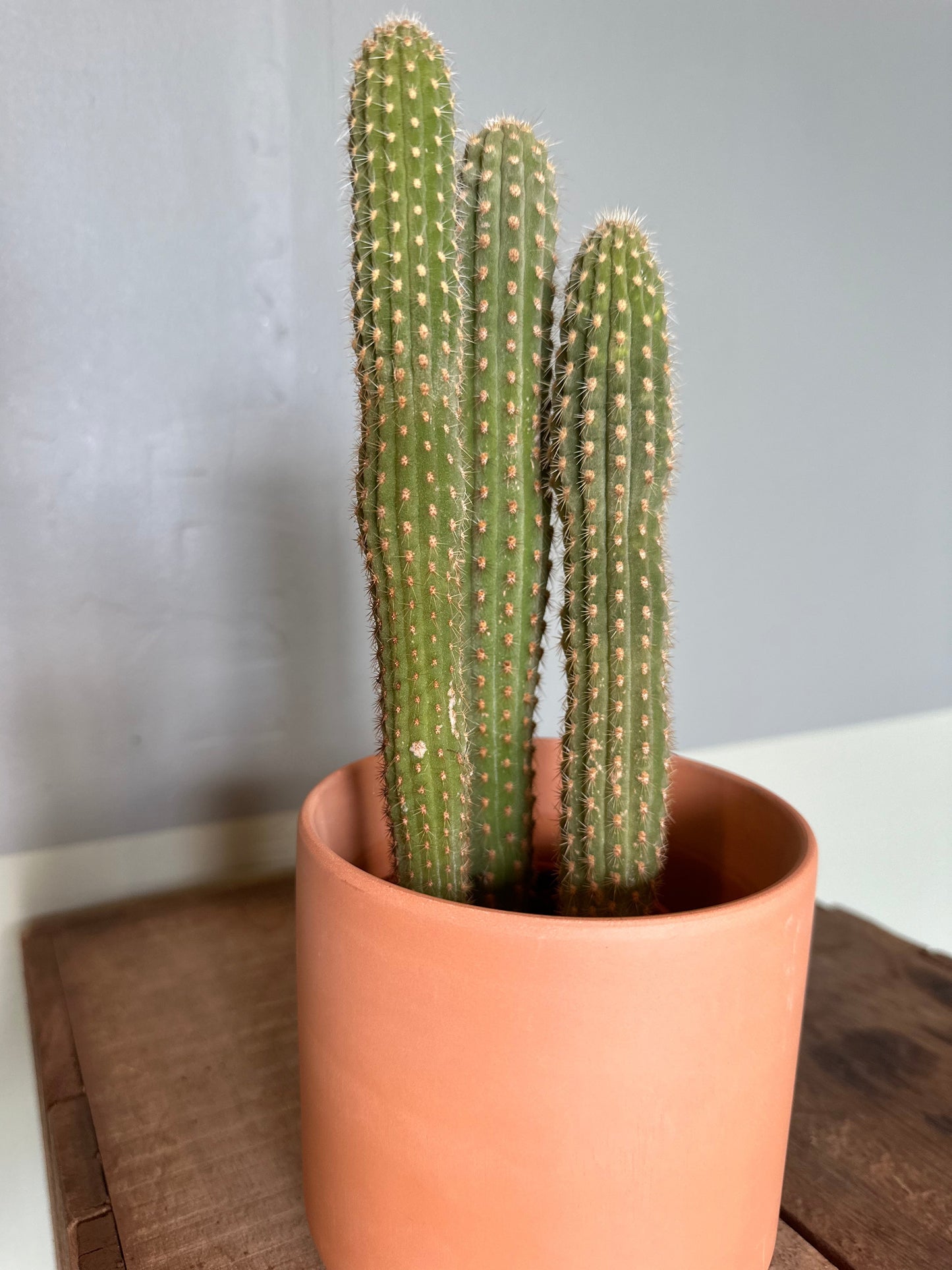 assorted cacti cactus from flower + furbish Shop now at flower + furbish
