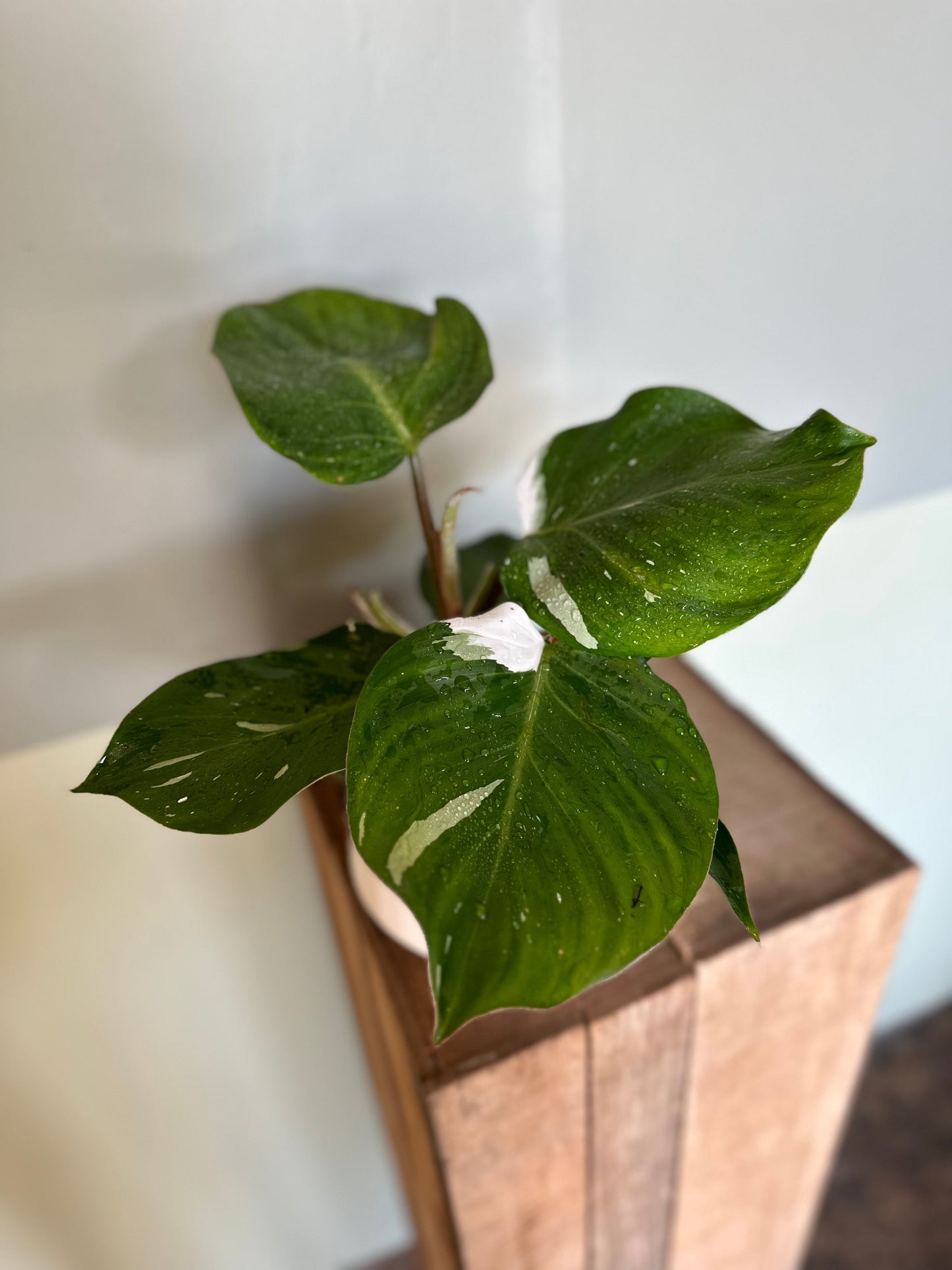 philodendron white knight philodendron from flower + furbish Shop now at flower + furbish