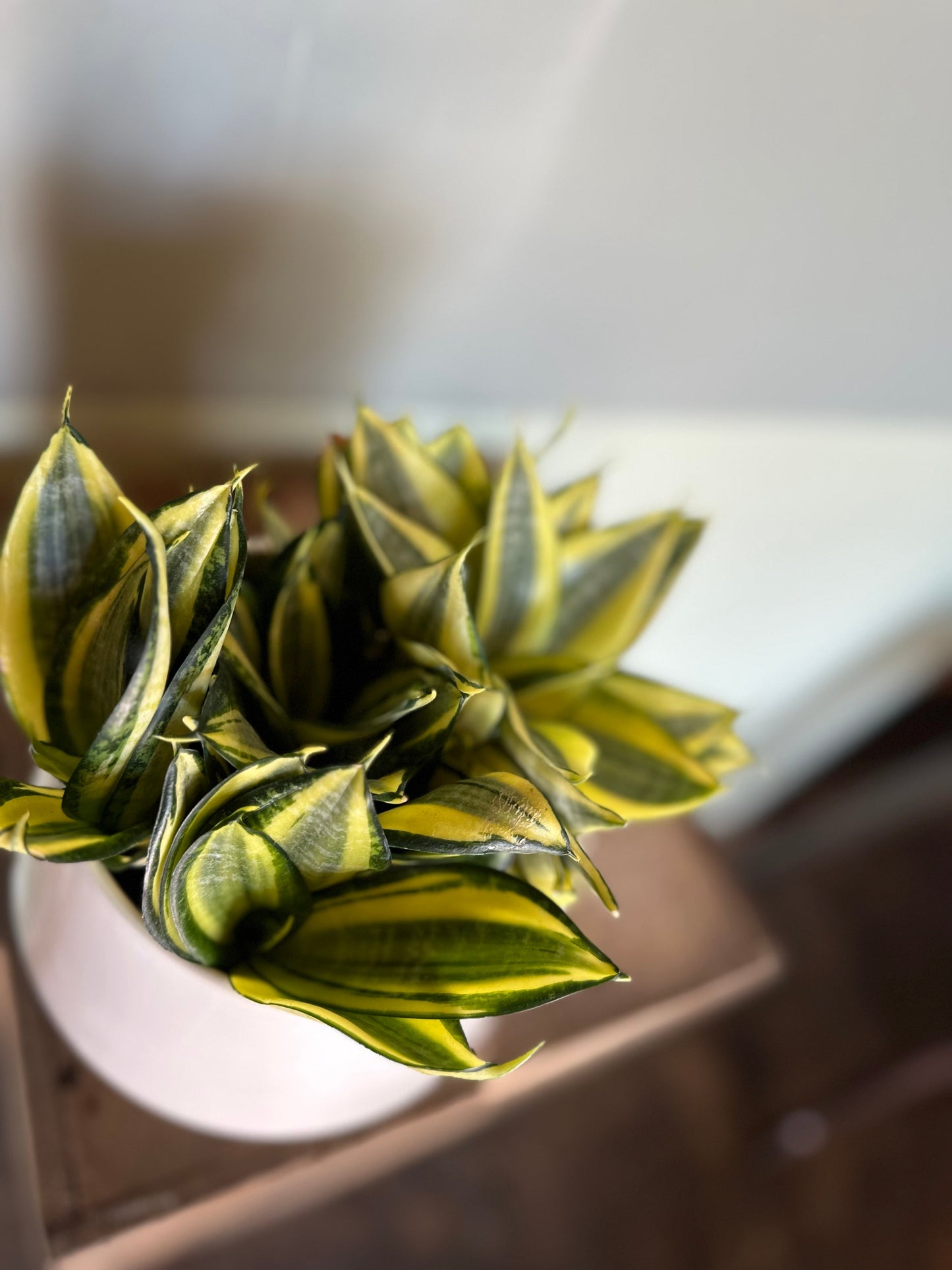 sansevieria birds nest gold sansevieria from flower + furbish Shop now at flower + furbish