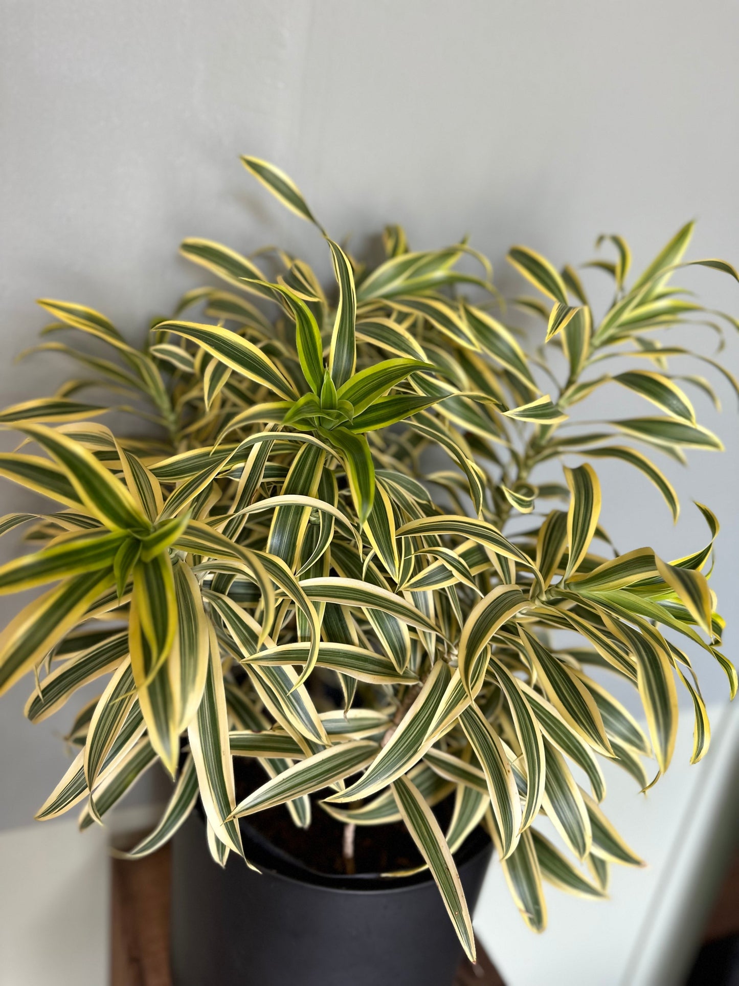 dracaena song of india pothos from flower + furbish Shop now at flower + furbish