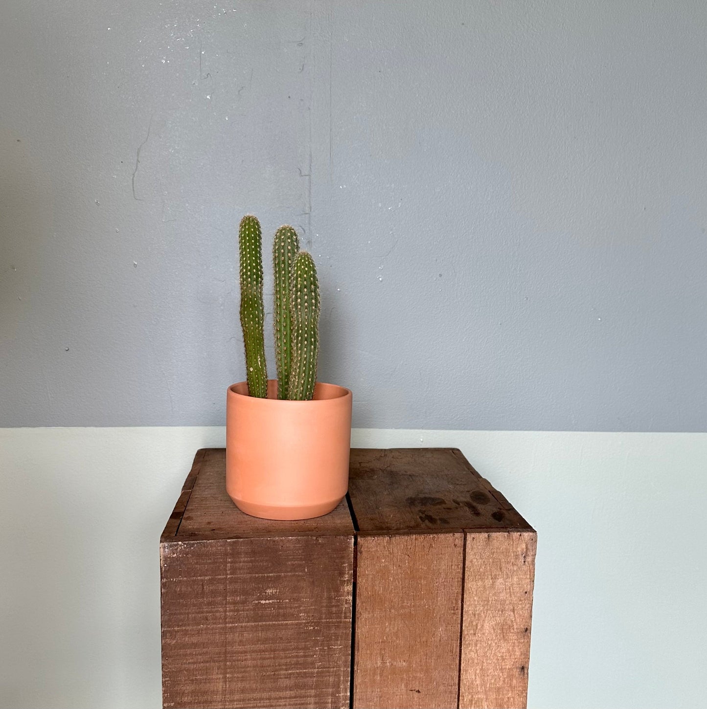 assorted cacti cactus from flower + furbish Shop now at flower + furbish