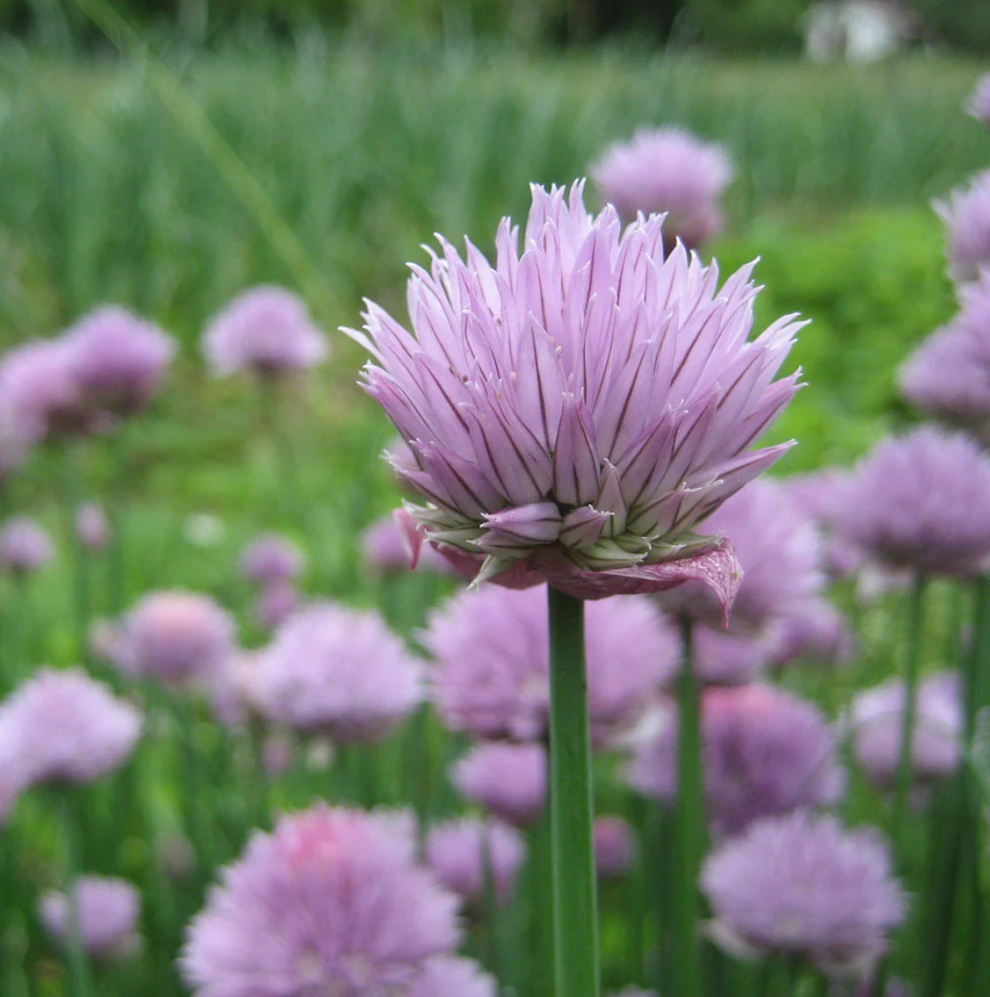 hudson valley chive seeds seed from flower + furbish Shop now at flower + furbish