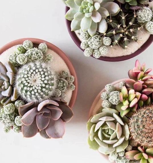 momma pot pedestal bowl pot from flower + furbish Shop now at flower + furbish