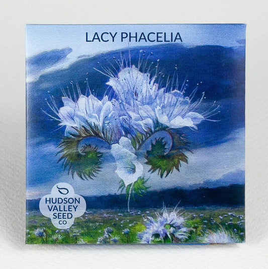 hudson valley lacy phacelia seeds seed from flower + furbish Shop now at flower + furbish