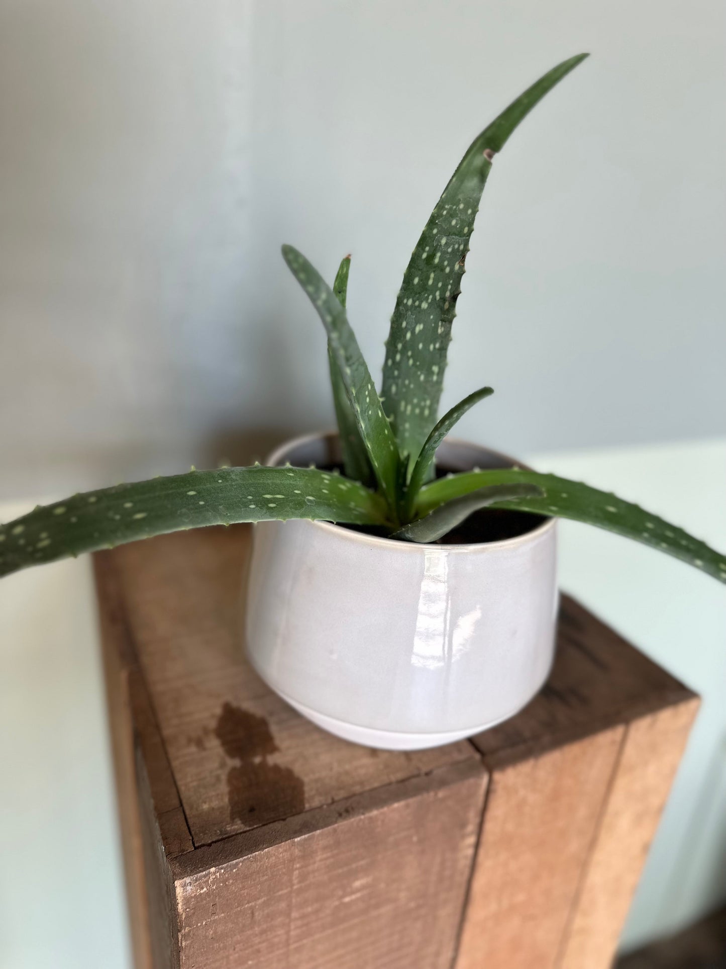 aloe vera aloe from flower + furbish Shop now at flower + furbish