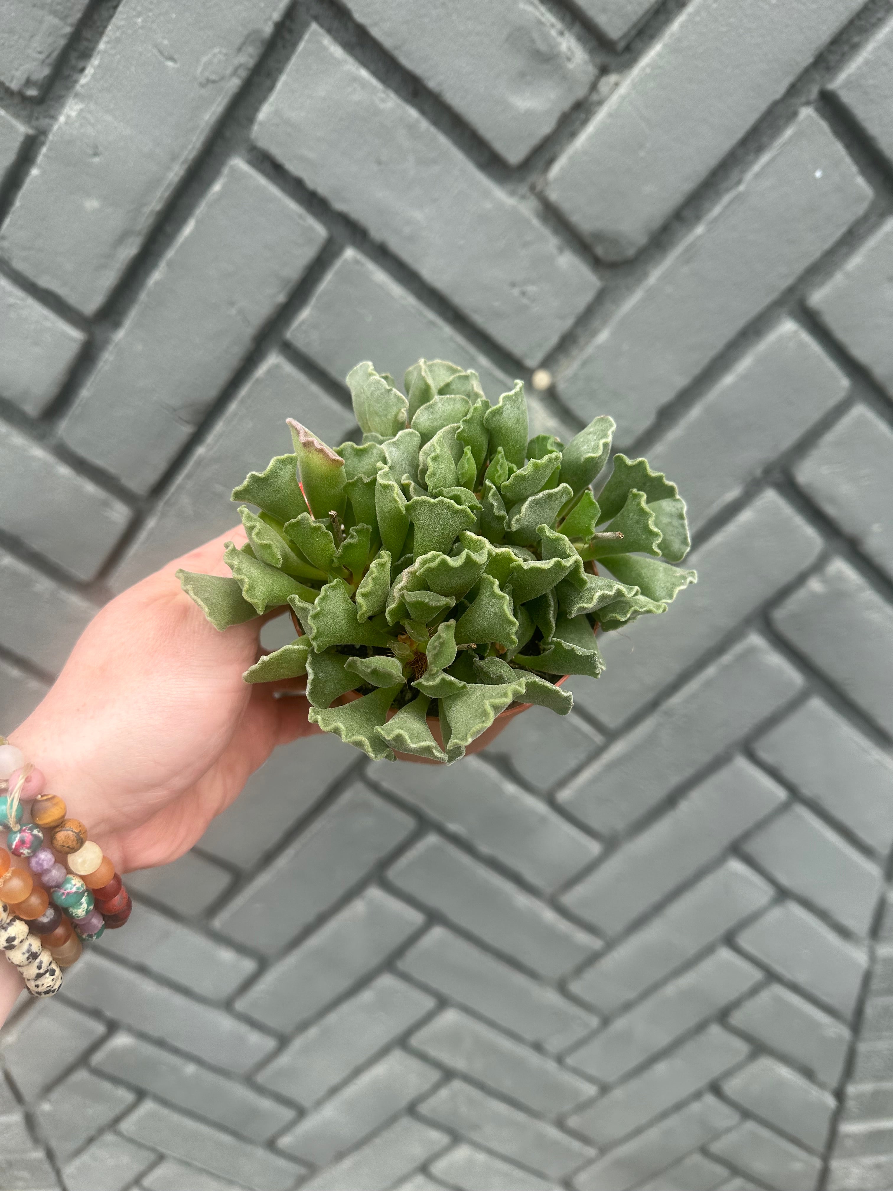 key lime pie succulent bloom ficus audrey