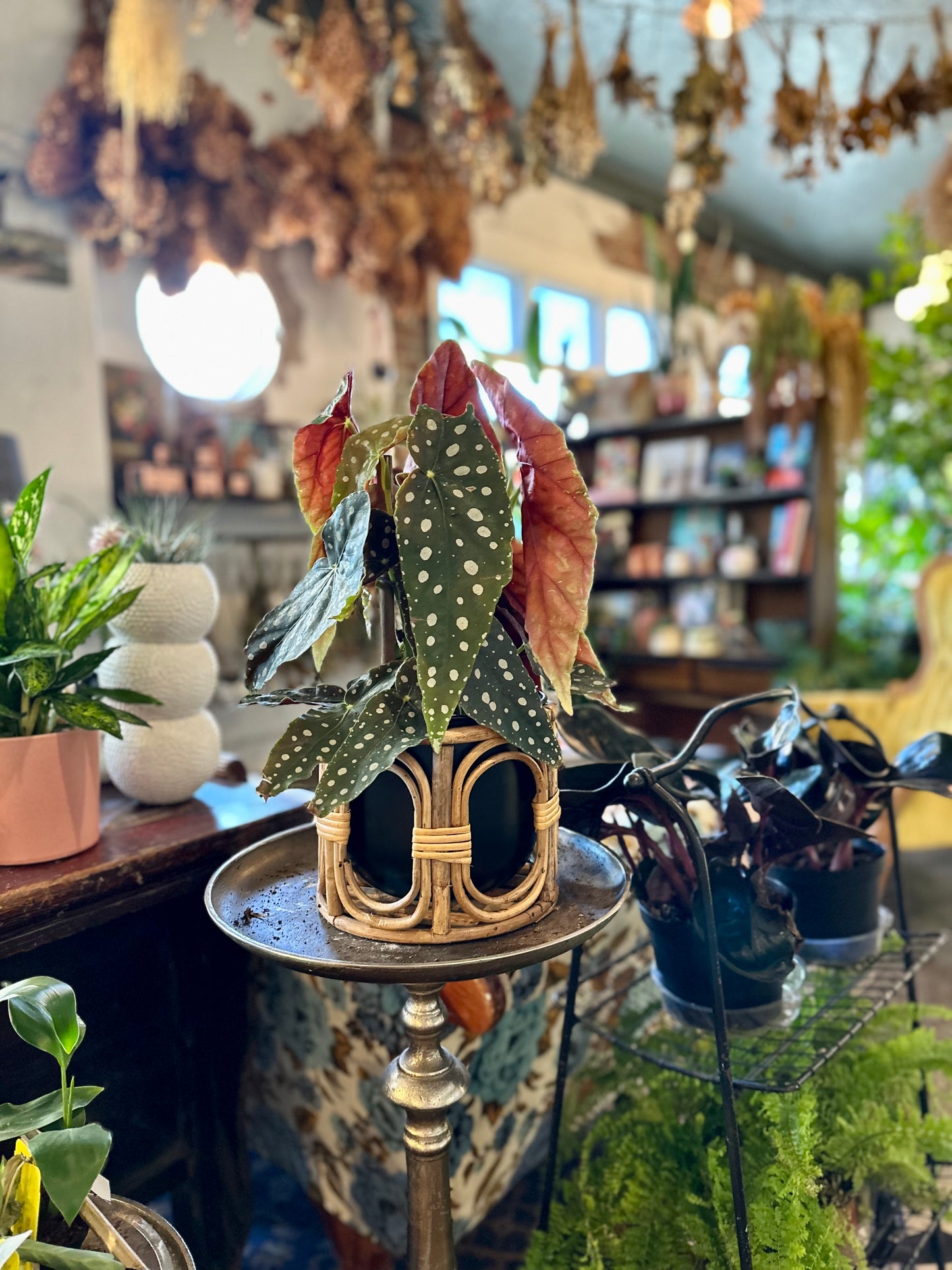 begonia maculata polka dot begonia from flower + furbish Shop now at flower + furbish