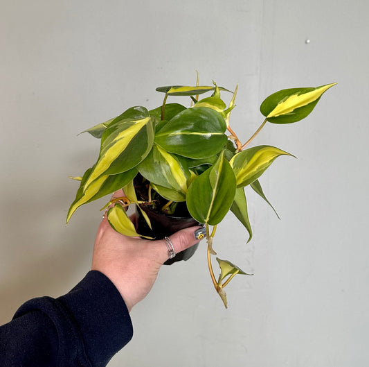 philodendron brazil philodendron from flower + furbish Shop now at flower + furbish