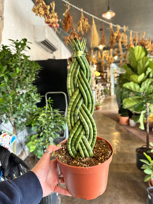 sansevieria cylindrical braided spears sansevieria from flower + furbish Shop now at flower + furbish
