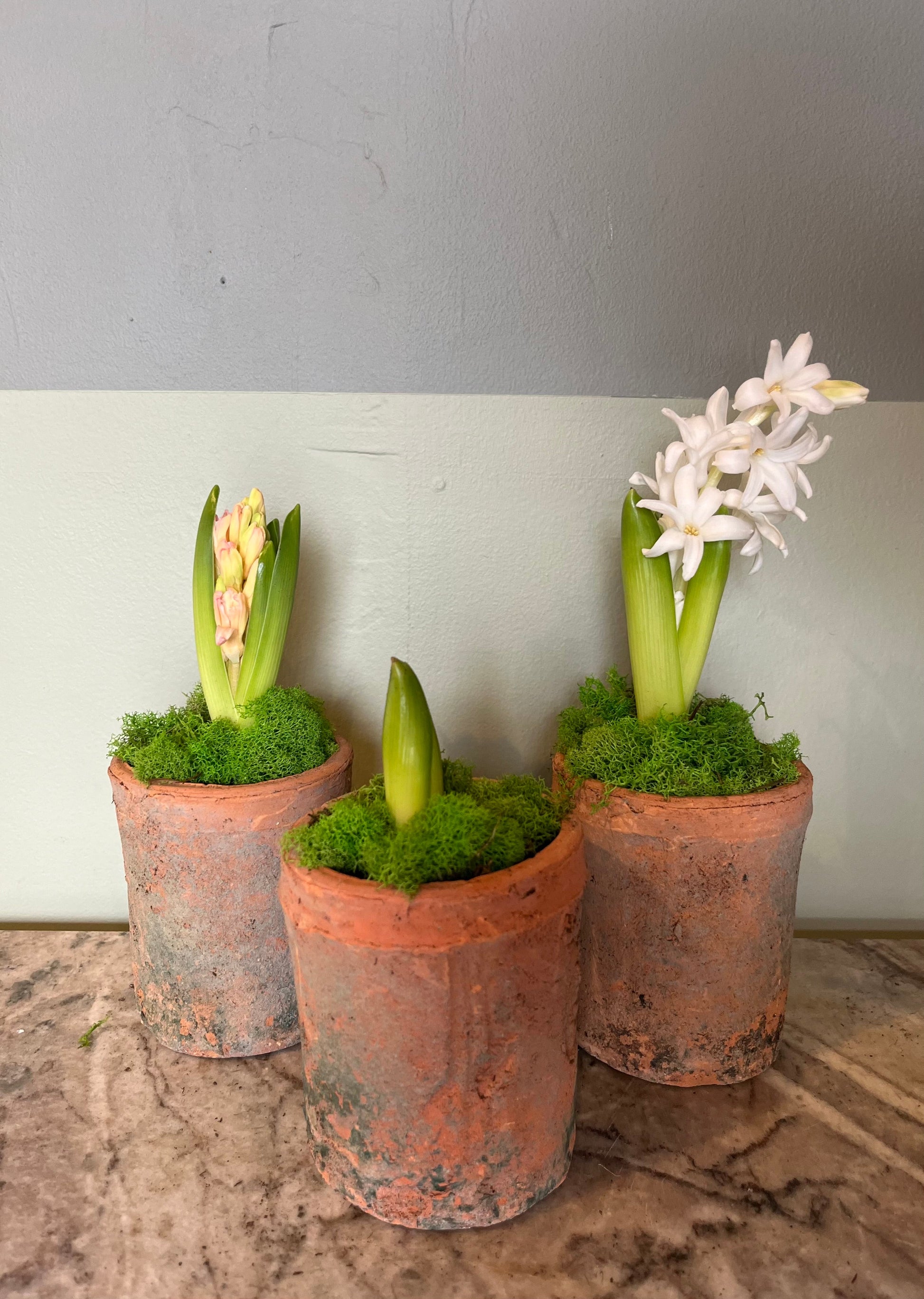 Hyacinth Hyacinth from flower + furbish Shop now at flower + furbish