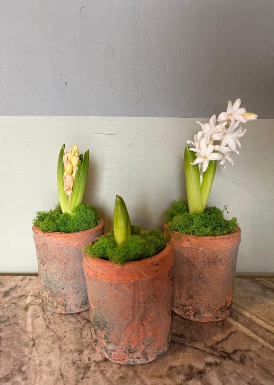 Hyacinth Hyacinth from flower + furbish Shop now at flower + furbish
