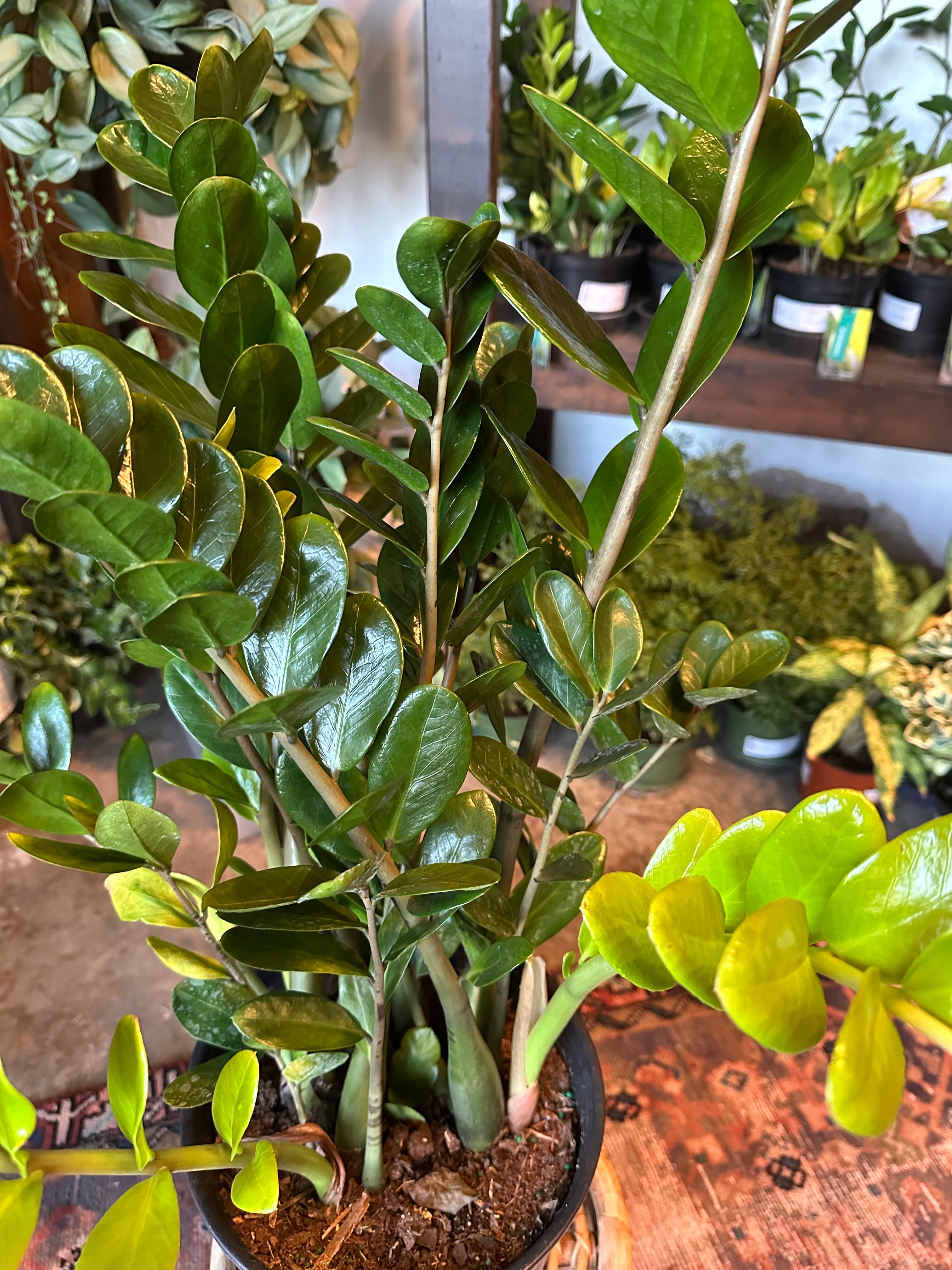 zamioculcas zamiifolia (lucky) shop now at flower + furbish5 inch, air purifying, any light, Dry, low light, toxic, zamioculcas zamiifolia, zz plant, zz super nova