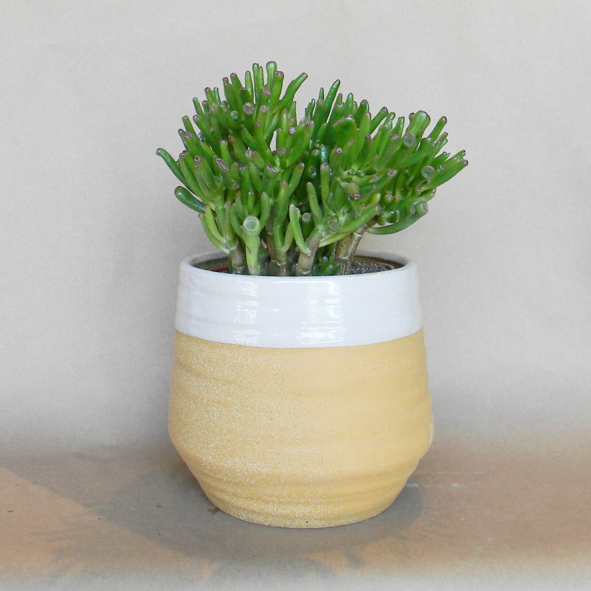 altamira pot shop now at flower + furbishGift, plant pot, Planter, Pot, shipping