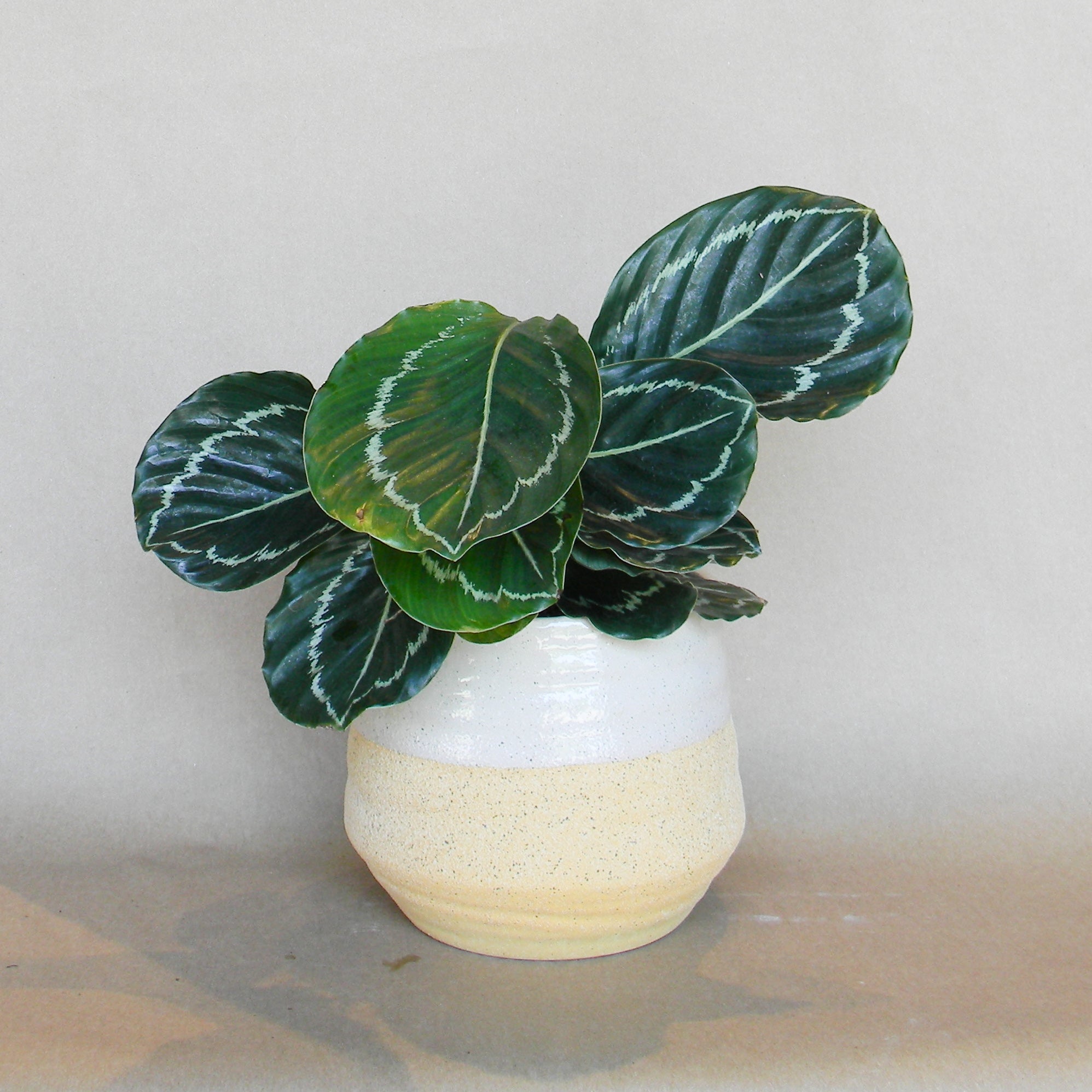 altamira pot shop now at flower + furbishGift, plant pot, Planter, Pot, shipping