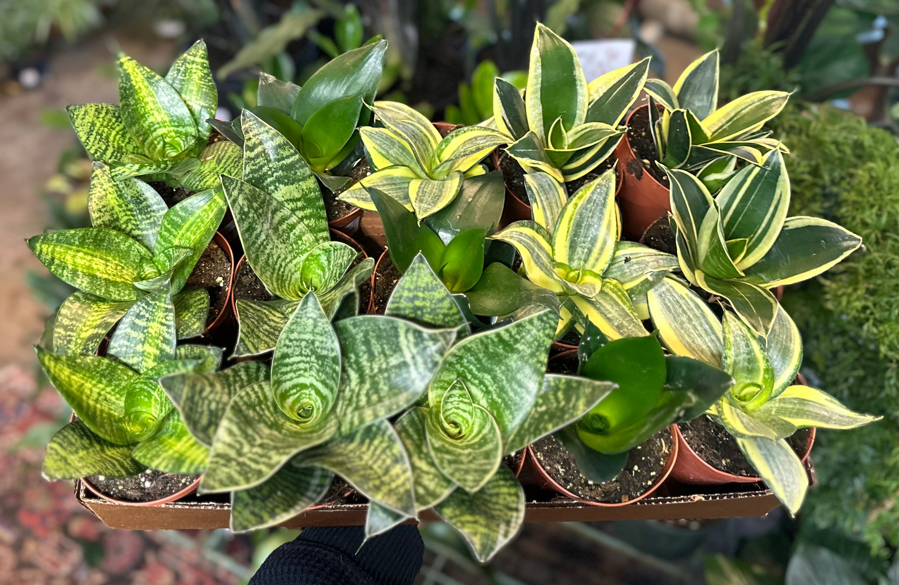 green hahnii sansevieria | flower + furbish