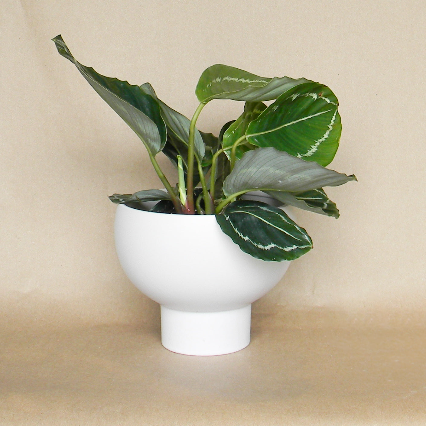 white capricorn compote shop now at flower + furbish6 inch, 7 inch, 8 inch, Gift, plant pot, Planter, Pot, shipping, vessel
