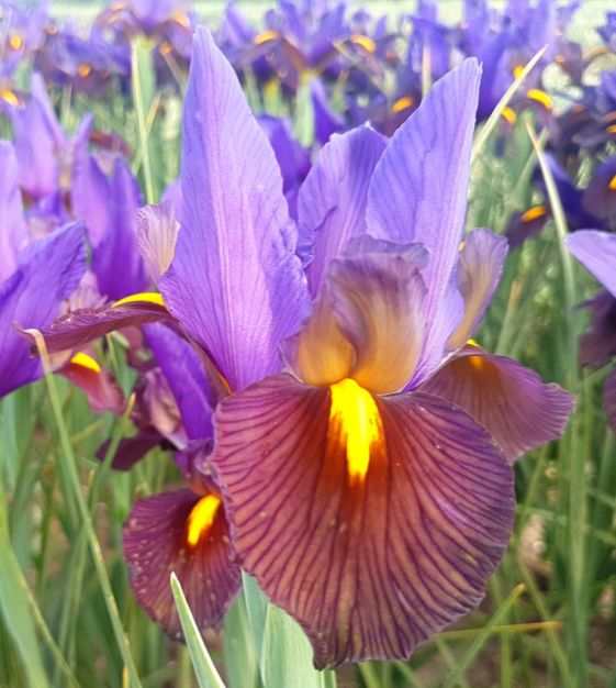 dutch iris eye of the tiger dutch iris eye of the tiger flower + furbish
