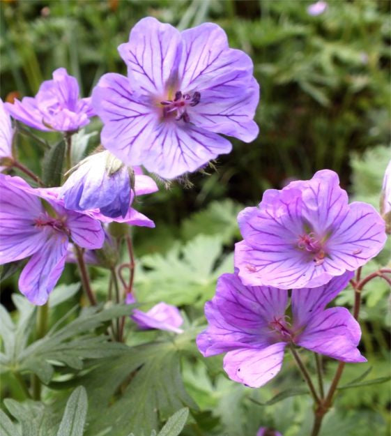 geranium tuberosum shop now at flower + furbishBulbs, garden, shipping