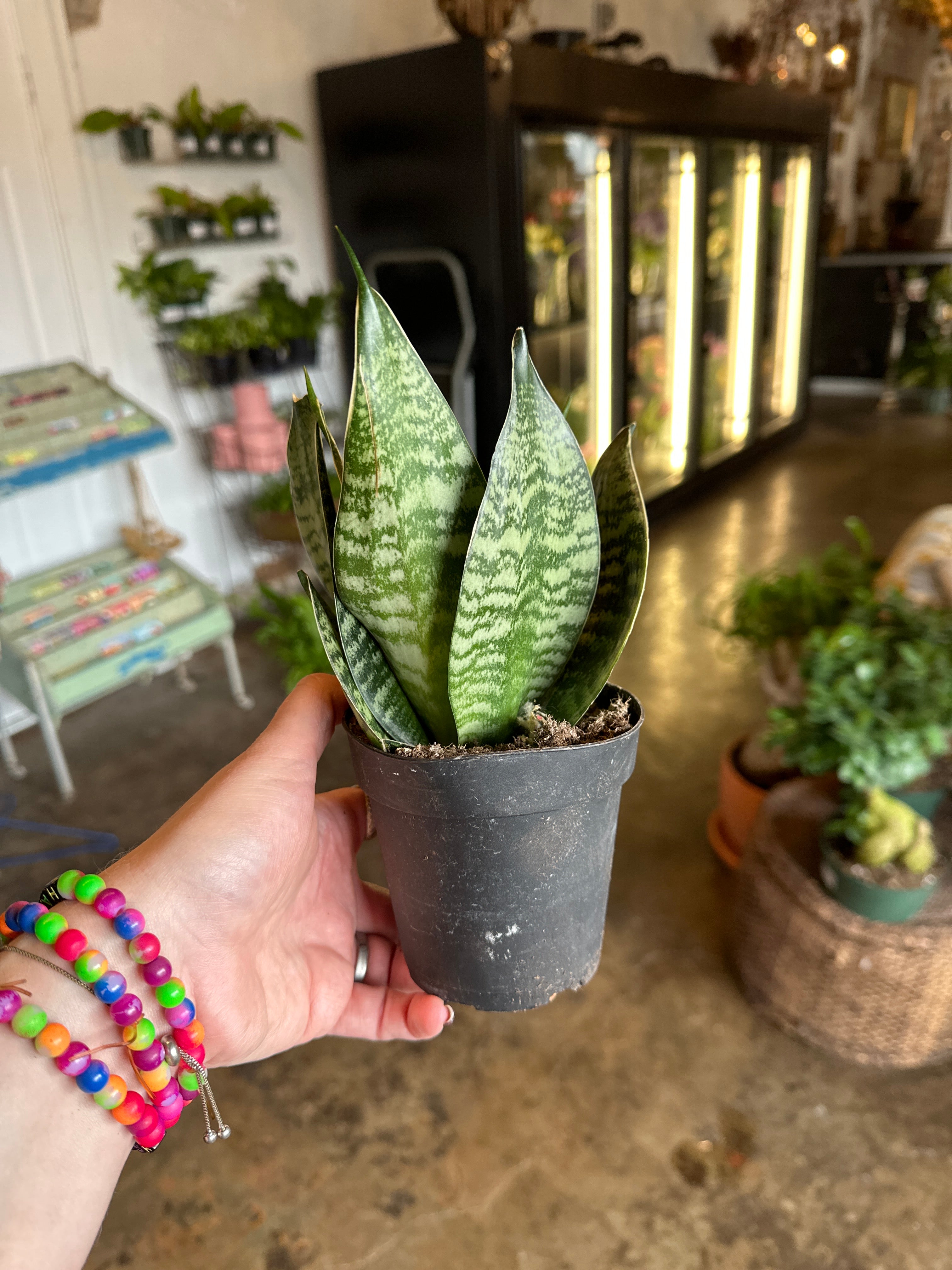 green hahnii sansevieria sansevieria from flower + furbish Shop now at flower + furbish