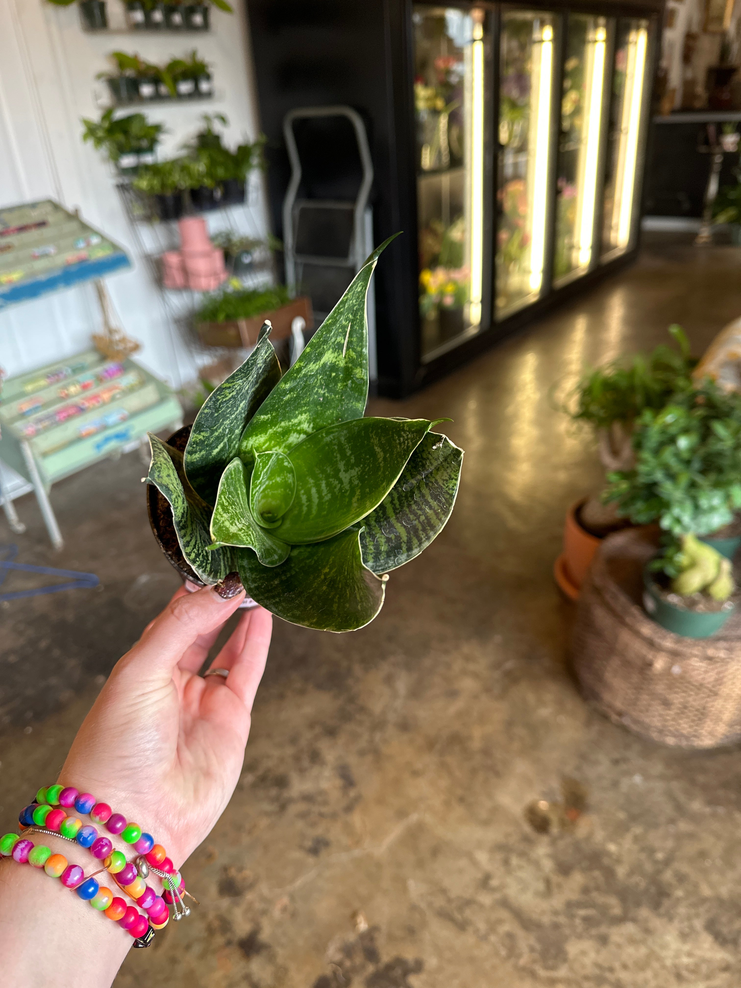 green hahnii sansevieria sansevieria from flower + furbish Shop now at flower + furbish