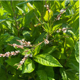 hudson valley japanese indigo seeds seed from flower + furbish Shop now at flower + furbish