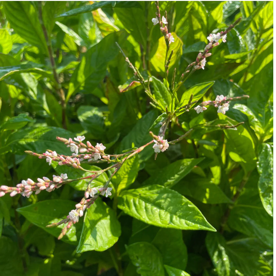 hudson valley japanese indigo seeds seed from flower + furbish Shop now at flower + furbish