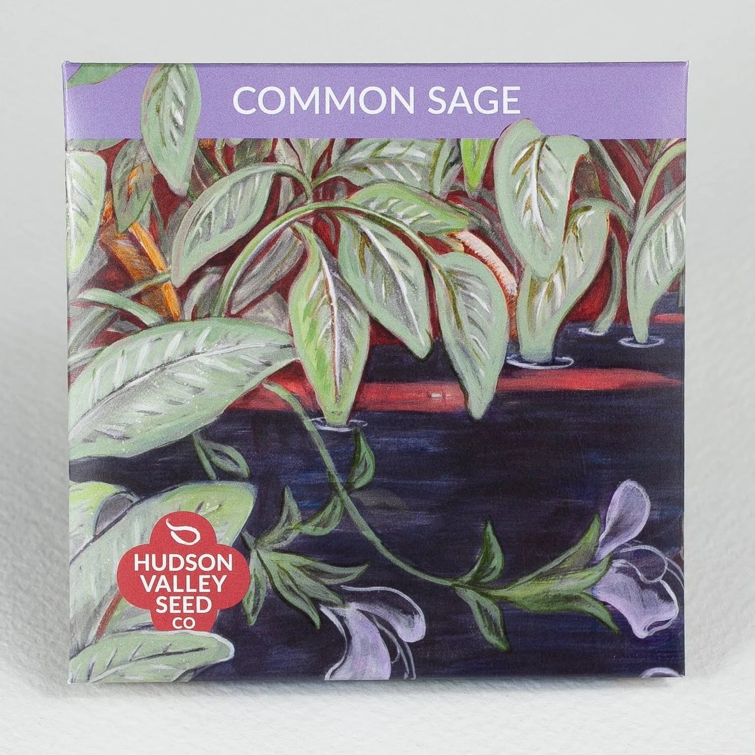 hudson valley common sage seeds shop now at flower + furbishgarden, seed, shipping