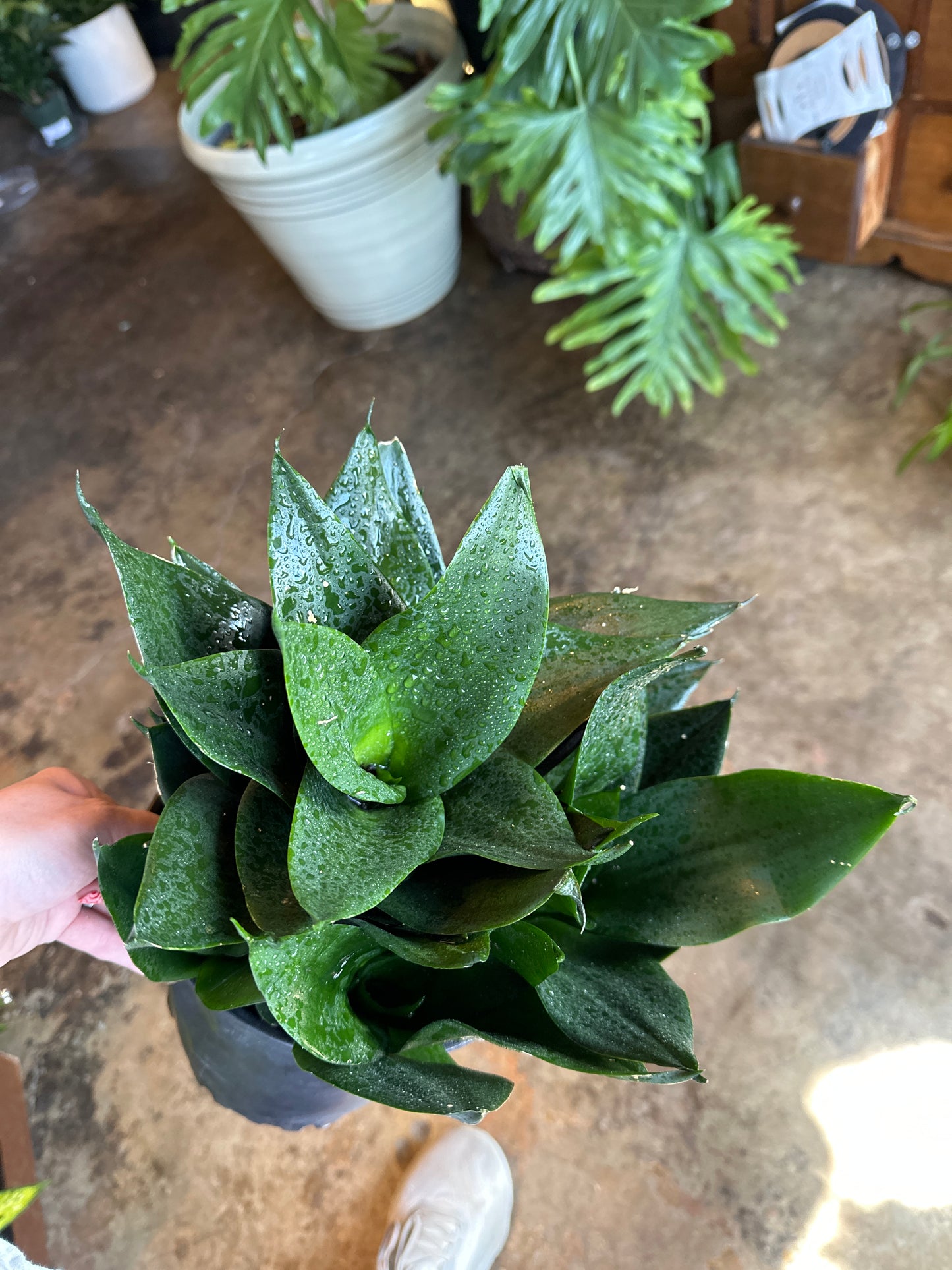 sansevieria birds nest jade sansevieria from flower + furbish Shop now at flower + furbish