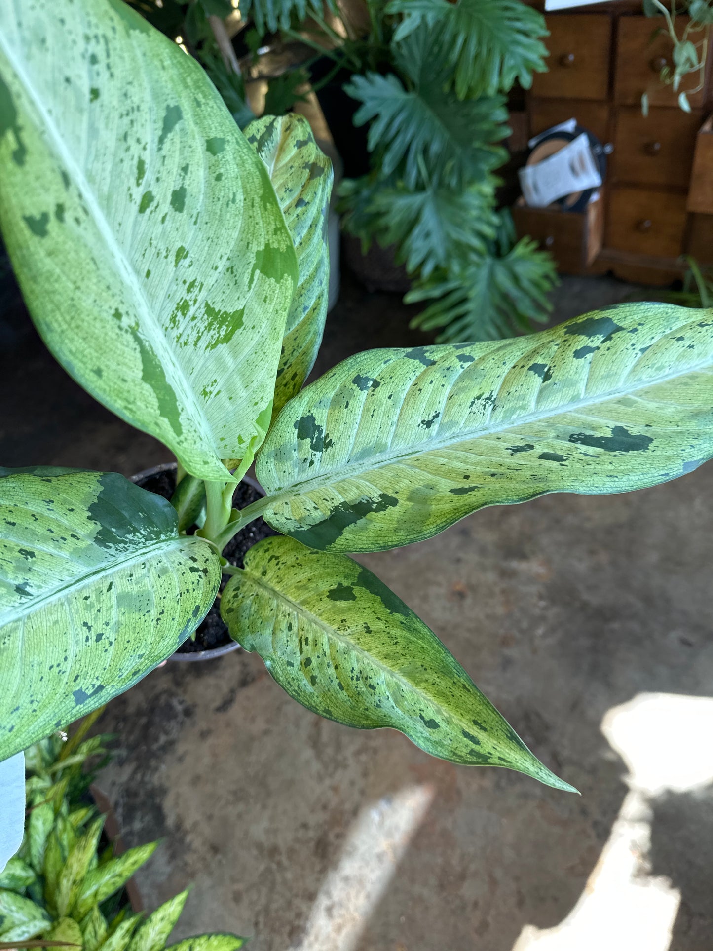 aglaonema golden madonna aglaonema from flower + furbish Shop now at flower + furbish