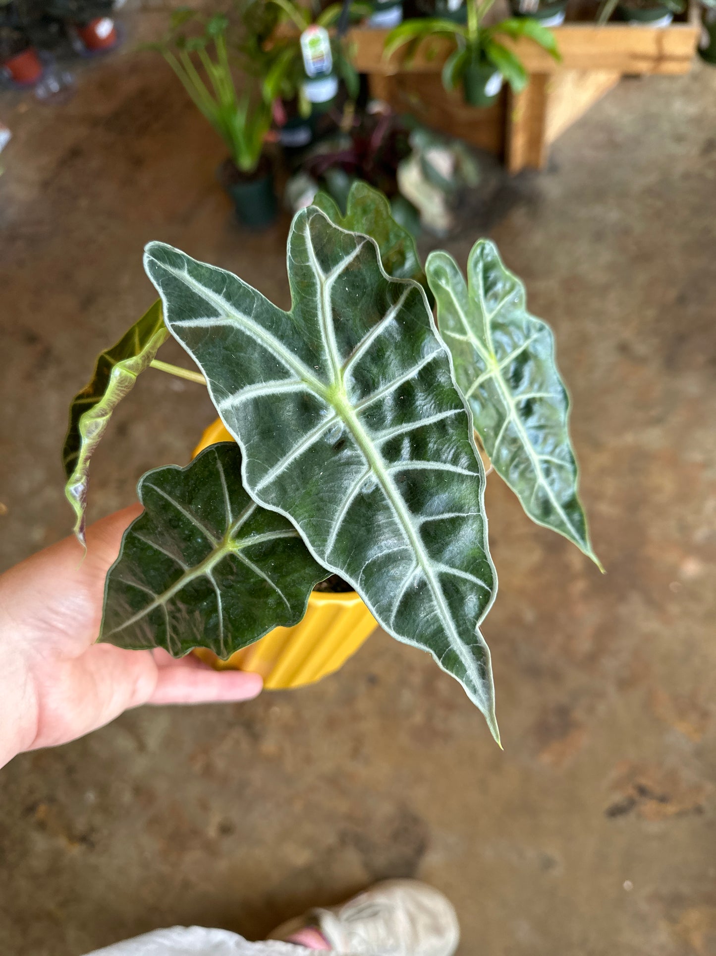 alocasia polly alocasia from flower + furbish Shop now at flower + furbish