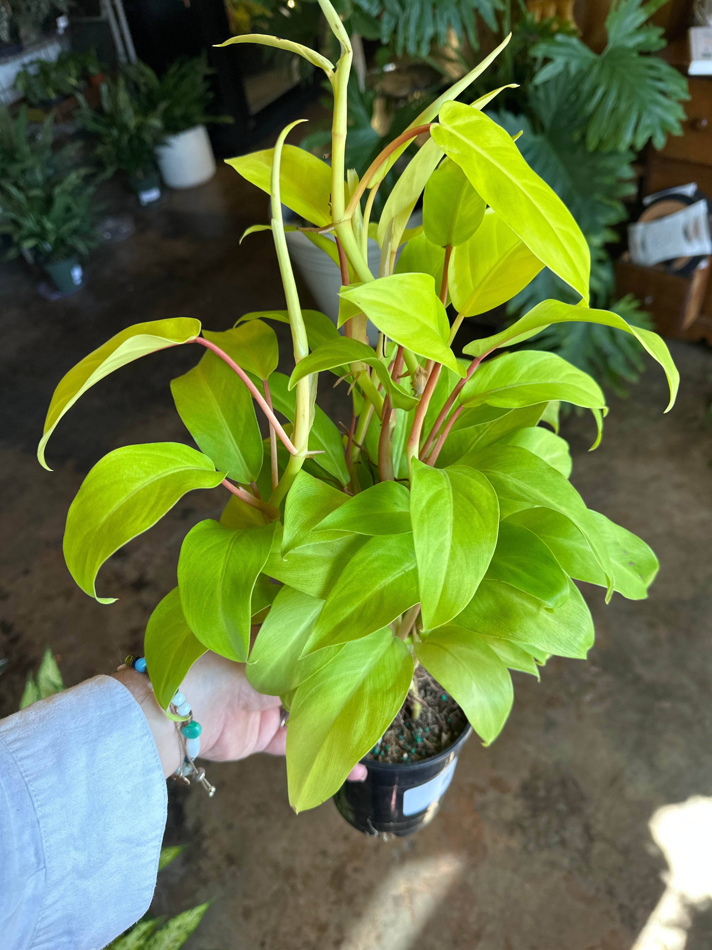 philodendron hederaceum lemon (lemon lime bush) shop now at flower + furbishMedium bright indirect light, moist, toxic