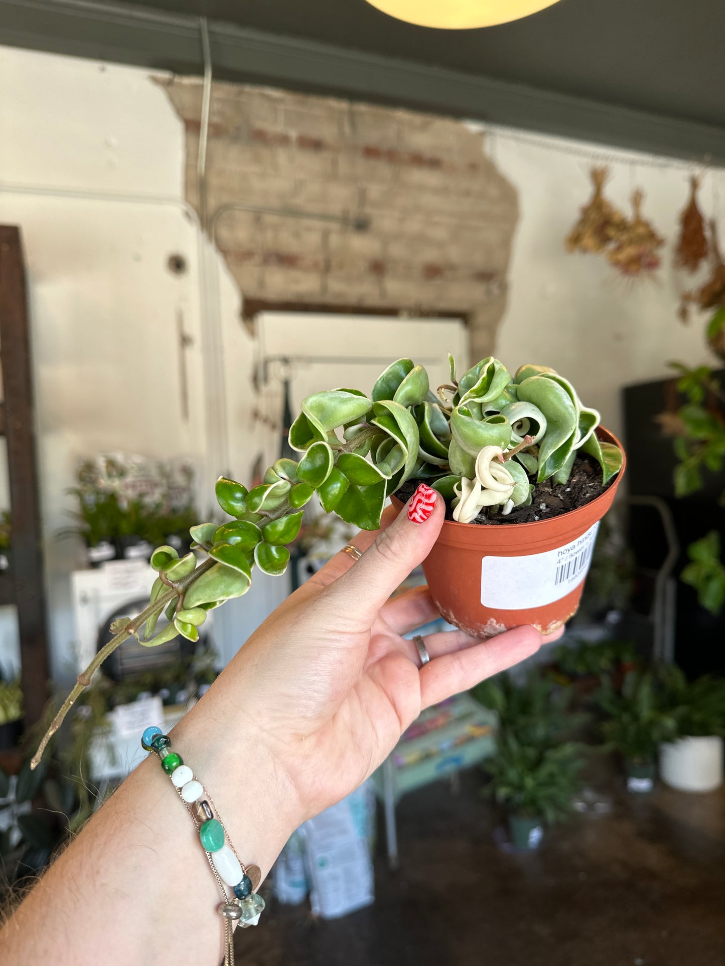 hoya hindu rope variegated hoya from flower + furbish Shop now at flower + furbish